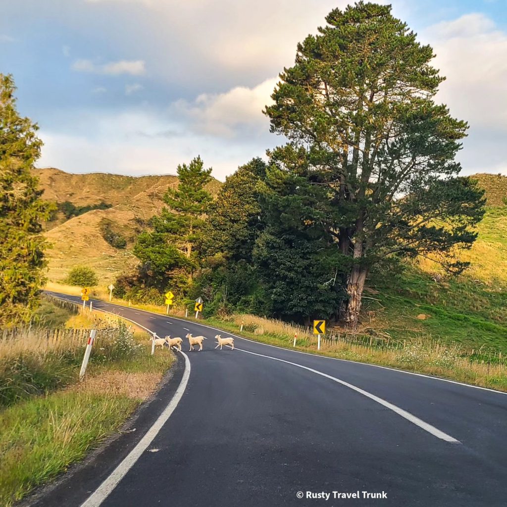 Image of rural NZ road with sheep crossing during golden hour.